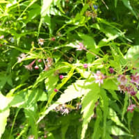モミジ：境川沿いー線香花火のような