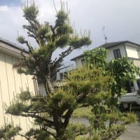 月末の銀行巡りと藤の花