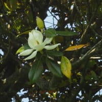 タイサンボクの大きな花