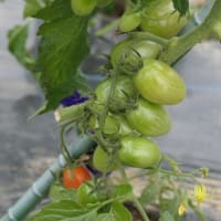 茄子&ミニトマト除草