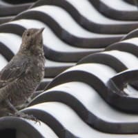 朝散歩の楽しみ
