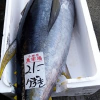 9月27日の小田原漁港の水揚げ！魚種も増えてきました！