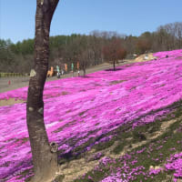 滝上（たきのうえ）の芝桜