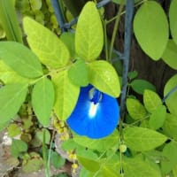 バタフライピーの花