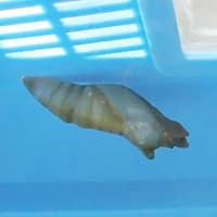 アゲハ羽化、３匹目（2025/6/9）