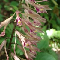 花立峠・登山道沿いの花　2025/06/21