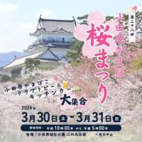 週末には小田原城で桜まつりが開催されます！小田原早川漁村 漁師の浜焼 あぶりや