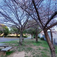 葵が丘公園の桜