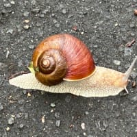 雨あがりの