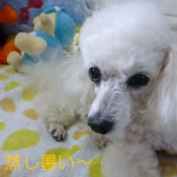 今日も蒸し暑さ半端ない～ ヽ(｀⌒´)ノ　ハラダのラスク　フロマージュ買ってみた＾＾