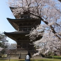 五智国分寺の桜