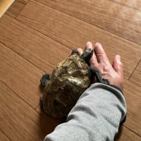 亀に踏まれる