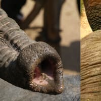 子どもの質問！なぜ象は鼻が長いのか？？