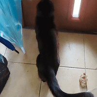 庭のブルーベリー＆ハスカップ狩り　黒猫出勤
