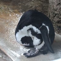 ペンギンお腹にシワ？
