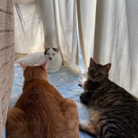まだ梅雨明け・・してないよね？