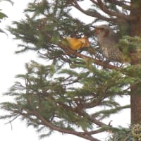 野鳥　７　　ヒヨドリ