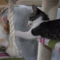 キャットタワーはぼくらのお城