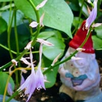 文月三日。gooblogの引越し思案中