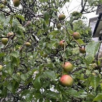 豊かな実りでジャムづくり