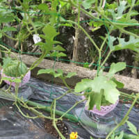 実物野菜！