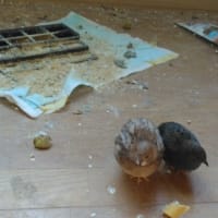 ９２日目　放鳥をやめて、大掃除！　寄り添いカップル