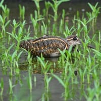 タマシギ親子　引っ越し！