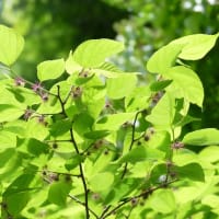2025年05月28日　楮の花