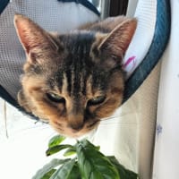 2023/3/21のタマ❣️