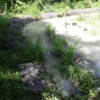トンボ池の泥浚いと葦刈り