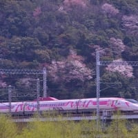 ハローキティ新幹線 と ヤマザクラ