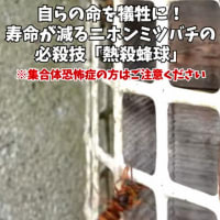「日本ミツバチ」「オオスズメバチ」「日本ミツバチの蒸し殺し戦術」
