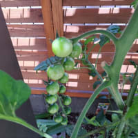 ミニミニ家庭菜園。