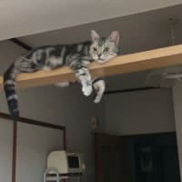 いつかのねこさん(兄猫)