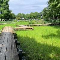 上尾丸山公園　花菖蒲