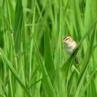 毎年この辺りで、コヨシキリ。