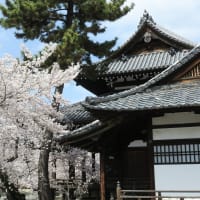 【京都幕間旅情】立本寺-観桜,一年に一回出会えるか出会えないかの絶景