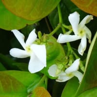 街歩きの木の花