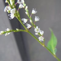 白花サクラタデの小さく密な花