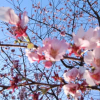 掛川桜の下で