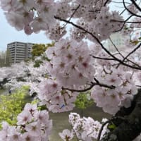 徳島城跡巡りとお花見