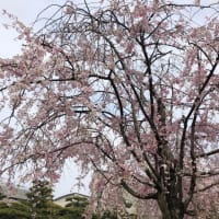 玉藻公園の枝垂桜