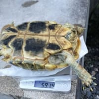 冬眠準備