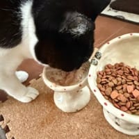 ちゅーかの　はるさめ。
