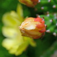 梅雨の合間に サボテンの花 わっ～綺麗！