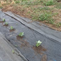 そら豆の定植とのらぼう菜の初収穫　21日