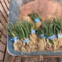 長ネギを定植しました