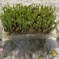 豆苗を育ててみようか？