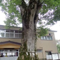 建部神社のケヤキ