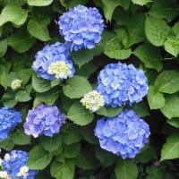 池下の紫陽花、６月９日